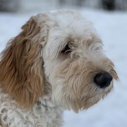 Jolene  - Goldendoodle