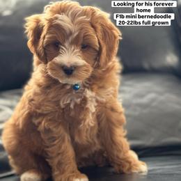 Rodeo - Brown and white male Bernedoodle puppy in Gainesville, Florida from Alyssa Xxweetdoodles