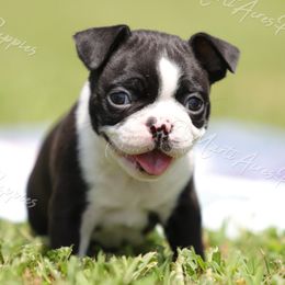 AKC 'Judge' - Black and white male Boston Terrier puppy in Lamar, Missouri from Marti Acres ~ Boston Terrier & Beagles