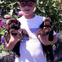 Cocker Spaniel Puppies from Doc's Cockers