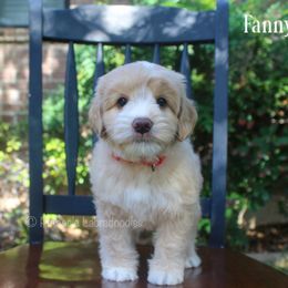 Australian Labradoodle Puppies from Pinnacle Labradoodles