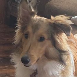 Toby - Shetland Sheepdog
