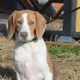 Beagle and Labrador Retriever All Grown Up from Badland Kennel