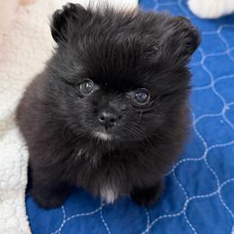 Milo - Black male Pomeranian puppy in Newport Beach, California from Exotic City Pomeranians and chihuahuas