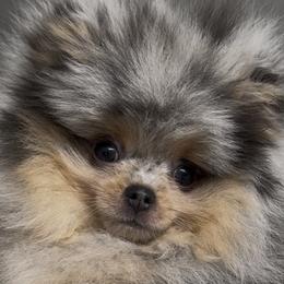 French Bulldogs and Pomeranians from SW Frenchies