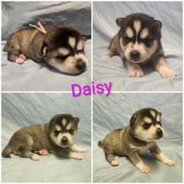 Daisy - Black and white female Alaskan Klee Kai puppy in Byron Center, Michigan from Family Friendly Labradors & Klee Kai