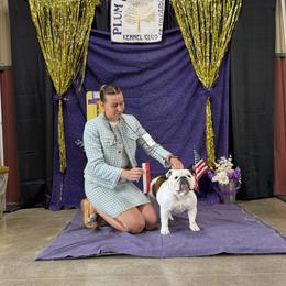 Bulldog and French Bulldog All Grown Up from Double B Bulldogs