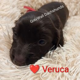 Veruca-AKC Full - Chocolate and tan female Dachshund puppy in Bates City, Missouri from Gray Wall Dachshunds