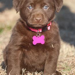 Girl 2 - Chocolate female Labrador Retriever puppy in Capron, Virginia from Triple Creek Kennel