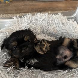 Buckeye - Black and tan male Shih Tzu puppy in Springboro, Ohio from Shih Tzus of Springboro LLC.