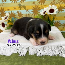 Velma - Black tri-color female Australian Shepherd puppy in El Dorado Springs, Missouri from OR Aussies
