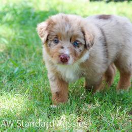 Stetson - Red merle male Australian Shepherd puppy in Stephenville, Texas from AW Standard Aussies