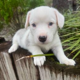 Snowman - Blue merle and white male Cardigan Welsh Corgi puppy in Wekiwa Springs, Florida from It is Corgiland