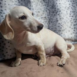 3 Freckles - Piebald male Dachshund puppy in Central Point, Oregon from MRS Long Dog Ranch