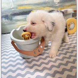 Boy 5 Mini Aussie - Blue merle male Miniature Australian Shepherd puppy in Pensacola, Florida from TNT MINI AUSSIES