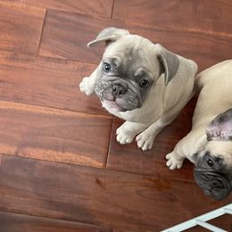 French Bulldog Puppies from Fabi's French Bulldogs