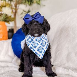Oat - Black female Bernedoodle puppy in Cold Spring, Minnesota from A.N.A. Doodles