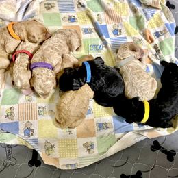 Goldendoodle Puppies from Central Texas Doodle Nest Kennel