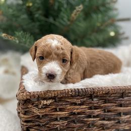 Pearl - Red  female Goldendoodle puppy in Kansas City, Kansas from Bella & Ivy’s Mini Goldendoodles of KC