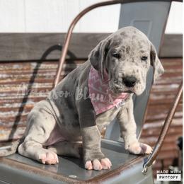 Great Dane Puppies from Anderson Blau’s Great Danes