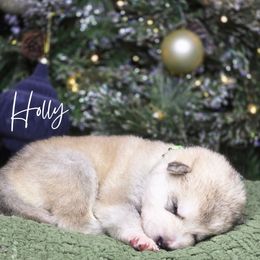 Holly - Sable and white female Alaskan Malamute puppy in Brookwood, Alabama from Sunset Malamutes
