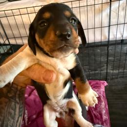 Girl 2 - Black and tan female Dachshund puppy in Paisley, Florida from Pantheon Dachshunds