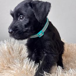 Girl 5 - Teal Collar - Black female Giant Schnauzer puppy in St George, Utah from Schnauzer Ranch