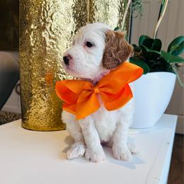 Orange - Parti female Goldendoodle puppy in Miami, Florida from GoldStar Doodles USA