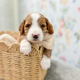 Buoy - Red  male Goldendoodle puppy in Sulphur, Louisiana from Curly Q’s Of Carlyss