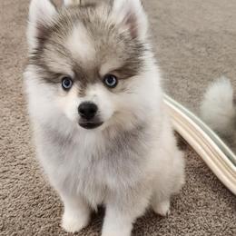 Rip - Gray and white male Pomsky puppy in Chino Valley, Arizona from Rose Peek Pomskies