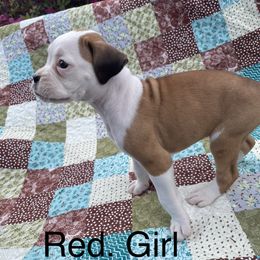 Boxer Puppies from David's Boxers