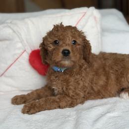 Blue Hearts - Red  female Goldendoodle puppy in Rush, New York from Care Bear Puppies