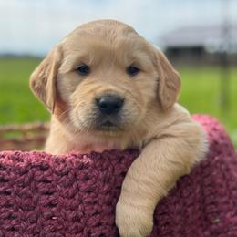 Yellow Boy - Light golden male Golden Retriever puppy in Scio, Oregon from Stackhouse Family Farm