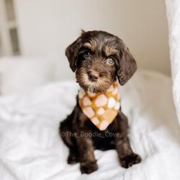 Newport - Chocolate male Australian Labradoodle puppy in Syracuse, Indiana from The Doodle Cove