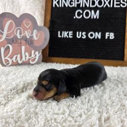 Paola PRA clear 3300 - Black and tan female Dachshund puppy in Dade City, Florida from Kingpindoxies
