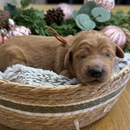 Woodstock (Orange Collar) - Red  male Goldendoodle puppy in Bay City, Texas from Charming Doods