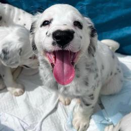 Dalmatian Puppies from Spotted Jewels Dalmatians
