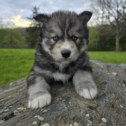 Sunny - Black tan and white Siberian Husky puppy in Michigan from Gray Run Siberian Huskies