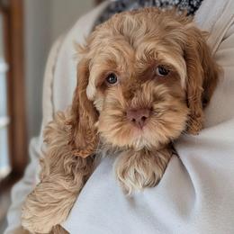 Red Collar - Buff male Cockapoo puppy in Newmanstown, Pennsylvania from Greta's Cockapoos