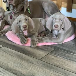 Weimaraner Puppies from Jennifer Anne's Weimaraners