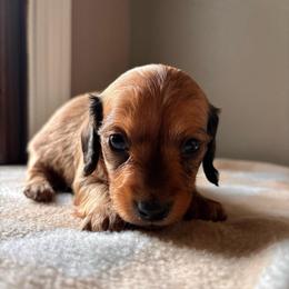 Patriot - Red male Dachshund puppy in Clarksdale, Mississippi from Bo Didley's Doxies