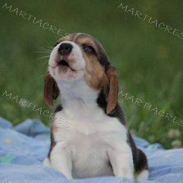 Beagle and Boston Terrier Puppies from Marti Acres ~ Boston Terrier & Beagles