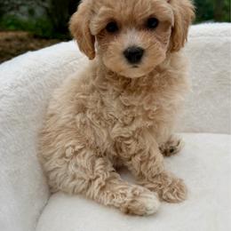 Adeli - Champagne female Maltipoo puppy in Charles City, Virginia from Historic triangle doodles Charles City, Virginia