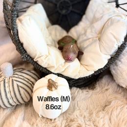 Waffles - Red  male Poodle puppy in Queen Creek, Arizona from Poised Poodles