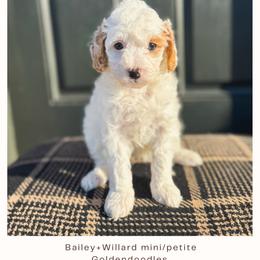 Java - Parti female Goldendoodle puppy in New Harmony, Indiana from Cottonwood Farms