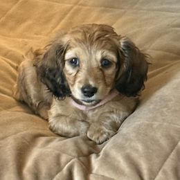 Maybellene - Sable female Dachshund puppy in Easley, South Carolina from Castle Hill Doxies, LLC