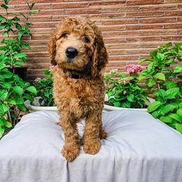 Pursuit - Red  male Goldendoodle puppy in Everett, Washington from Big Top Doodles