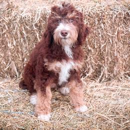 Girl 2 - Brown female Bernedoodle puppy in Montrose, Michigan from Livy’s Doodles
