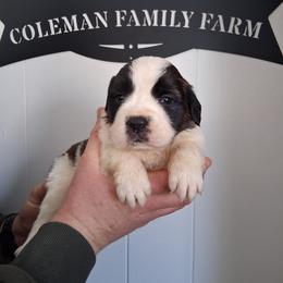 Queen Elizabeth - White and brown female Saint Bernard puppy in Kinsman, Ohio from Coleman Saint Bernards of Ohio