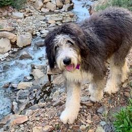 Bernedoodles from The Lawles Boys Bernedoodles